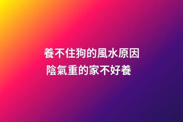 養不住狗的風水原因 陰氣重的家不好養